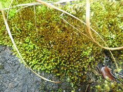 Bryum laevigatum