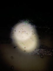 Bufo bufo
