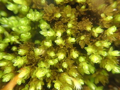 Bryum laevigatum