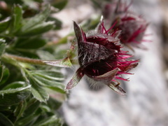 Potentilla nitida