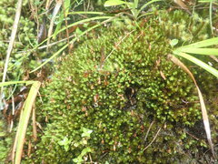 Bryum laevigatum