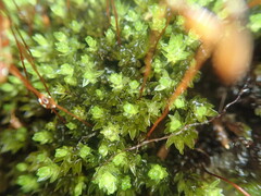 Bryum laevigatum