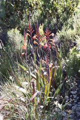 Watsonia tabularis