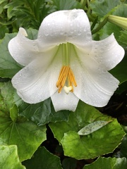 Lilium