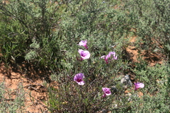 Ipomoea oenotheroides