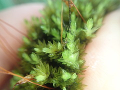 Bryum laevigatum