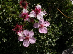 Potentilla nitida