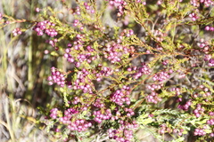 Erica multumbellifera