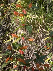 Clinopodium macrostemum