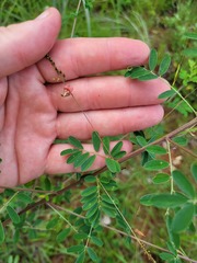 Indigofera ripae