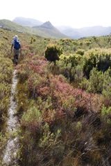 Erica multumbellifera