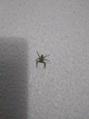 Micrommata virescens