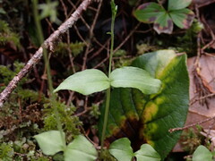 Neottia banksiana