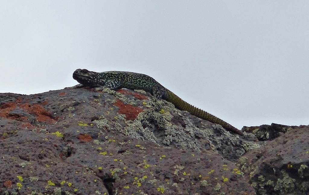 Tromen Volcano Chuckwalla