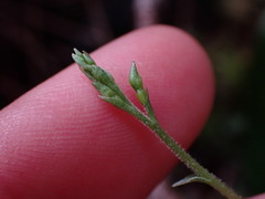 Neottia banksiana