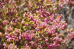 Erica multumbellifera