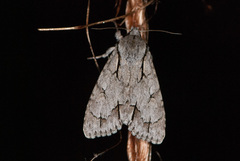 Acronicta psi