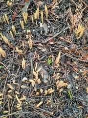 Clavariadelphus ligula