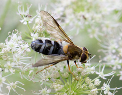 Leucozona glaucia