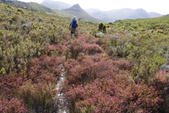 Erica multumbellifera