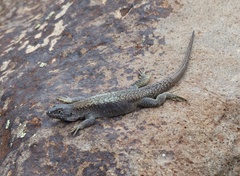 Liolaemus austromendocinus