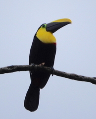 Ramphastos brevis