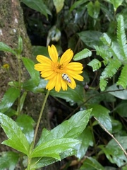 Omophoita octoguttata