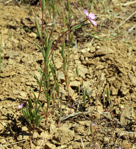 Mt. Lassen clarkia (Clarkia lassenensis)