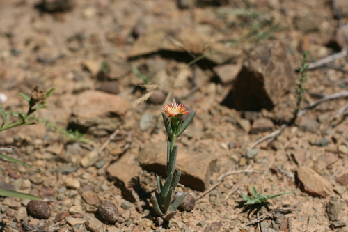 Delosperma aereum