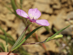 Clarkia lassenensis