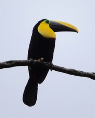 Ramphastos brevis