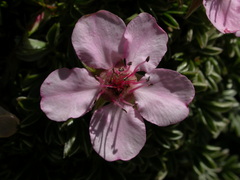 Potentilla nitida