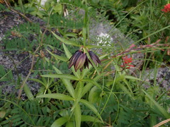 Fritillaria camschatcensis