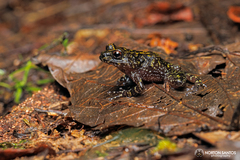 Cycloramphus eleutherodactylus