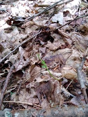 Botrychium matricariifolium