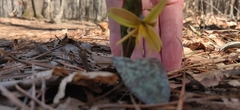 Erythronium umbilicatum