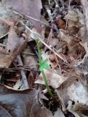 Botrychium matricariifolium