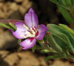 Clarkia lassenensis