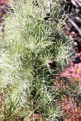 Hakea gibbosa