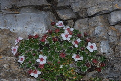 Potentilla nitida