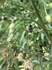 Craspeduchus xanthostaurus