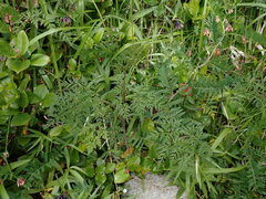 Conioselinum gmelinii