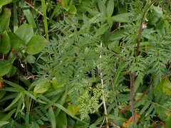 Conioselinum gmelinii