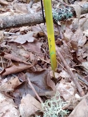 Botrychium matricariifolium