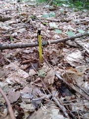 Botrychium matricariifolium