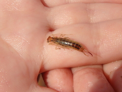 Labidura riparia