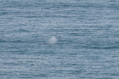 Eschrichtius robustus