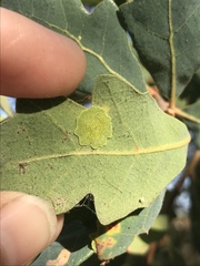 Andricus pattersonae