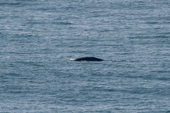 Eschrichtius robustus