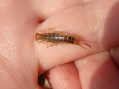 Labidura riparia